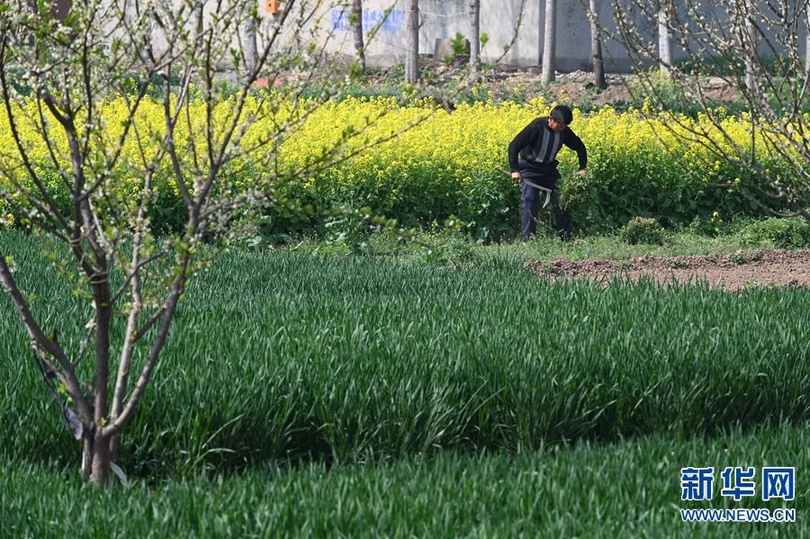 3月29日，河南省沁阳市西向镇清河村，农民在田间忙碌。