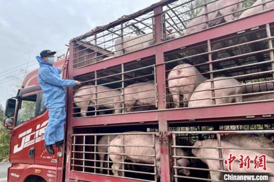 图为赣州海关工作人员对供港生猪开展现场检疫监装。　邱小燕　摄