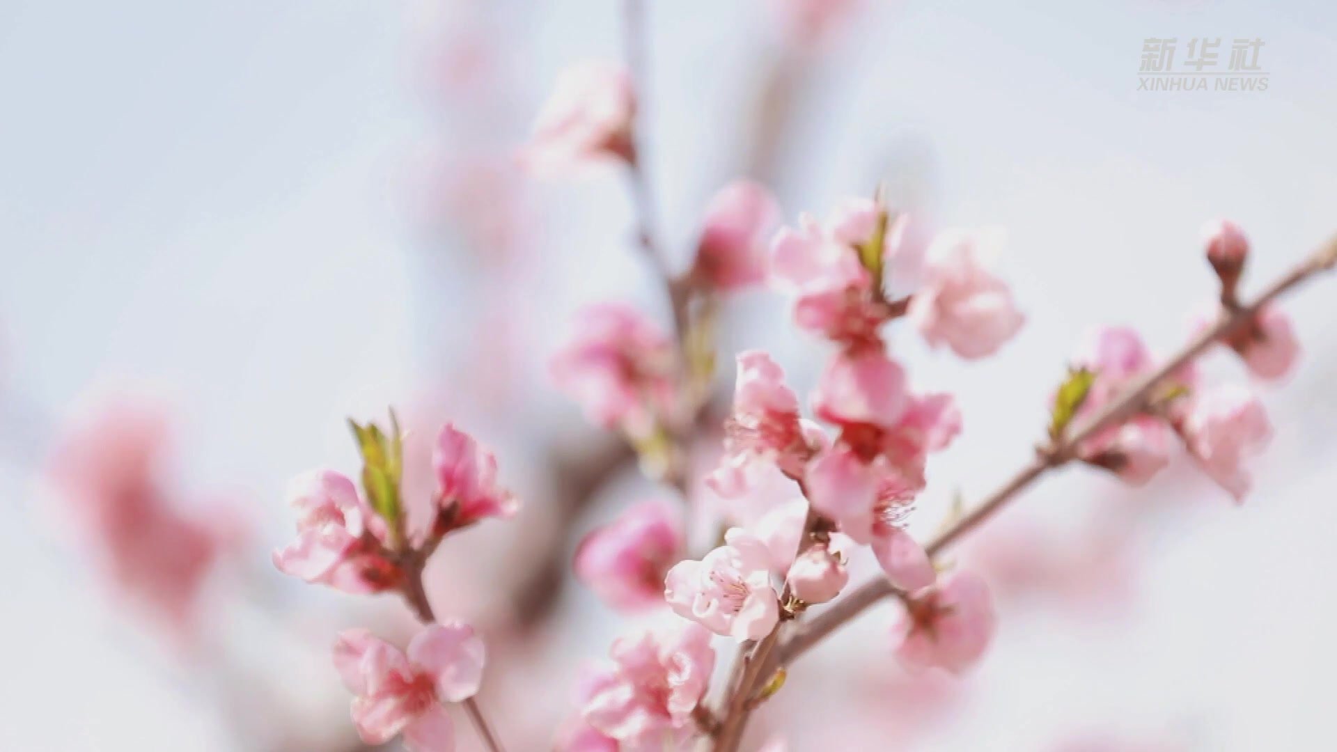 山东台儿庄：春来桃花游人醉