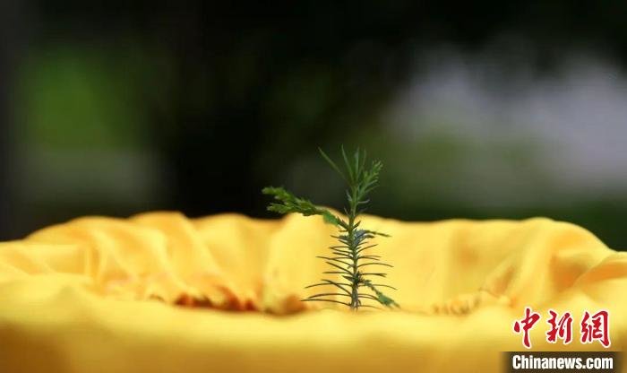 黄帝陵管理局向西北农林科技大学赠送“黄帝手植柏”种质资源