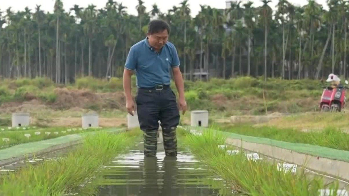 野生稻被称为“植物中的大熊猫”，中国农业科学院专家分享寻稻经历