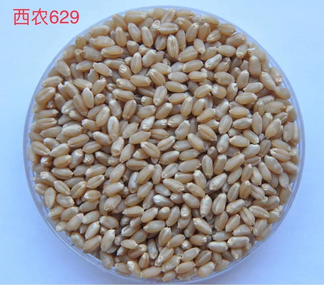 西农9718小麦品种简介图片