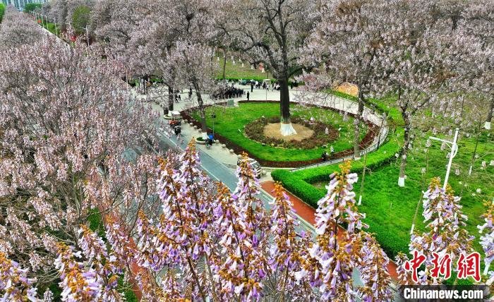 2023兰考桐花节:以花为媒助力民族乐器发展凤凰网河南_凤凰网