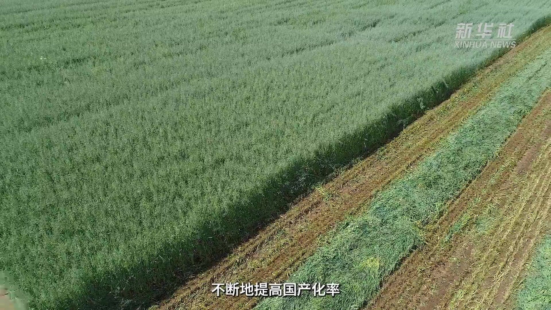 呼和浩特：建设一流饲草供应基地　助力奶业振兴提质增效