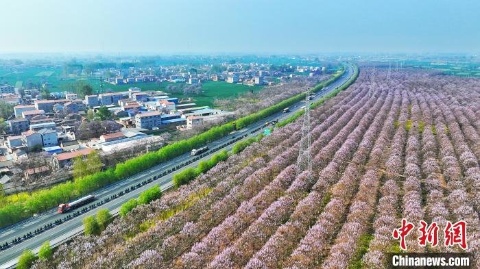 2023兰考桐花节:以花为媒助力民族乐器发展凤凰网河南_凤凰网