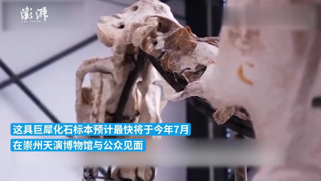 国内已发现最大的巨犀骨架化石标本于近日修复完成