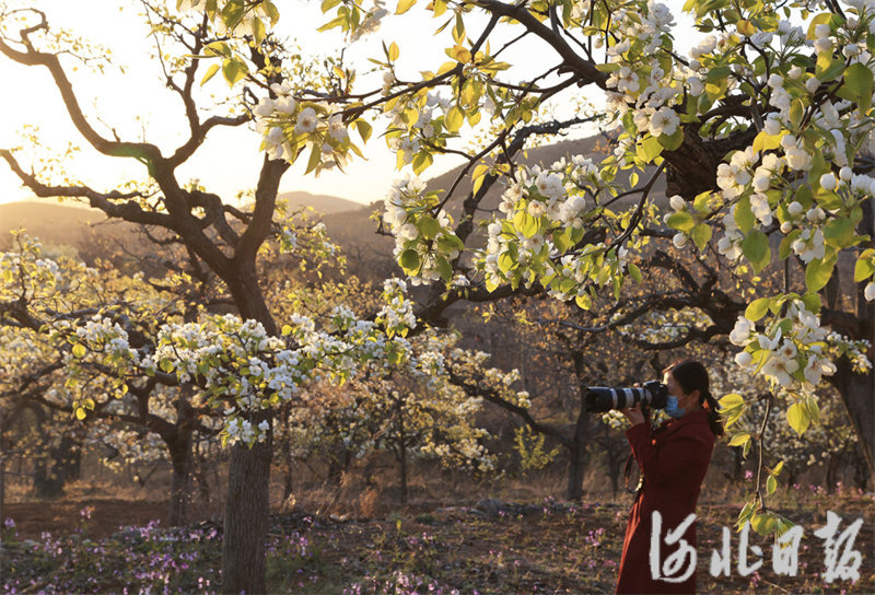 河北迁西：梨花盛开引客来2.jpg