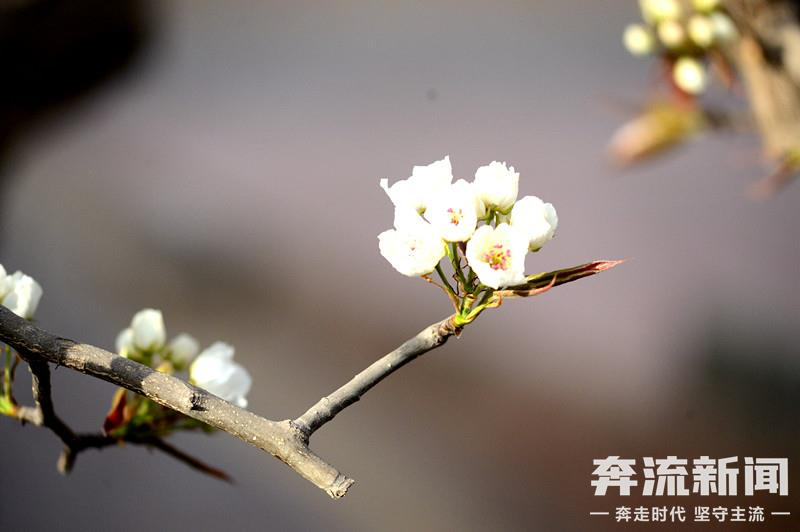 粉了！白了！红了！黄了！紫了！甘肃花式浪漫醉skr人