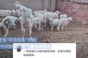 公羊强势对决红雀 鏖战西部劲敌争夺季后赛关键席位