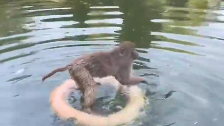 网红“暴猴”水上漂是被同伴霸凌？动物园：它没有被欺负，而且猴子会游泳…