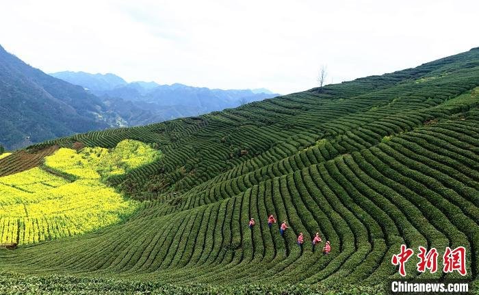 图为阜川镇茶山一景。　魏亚丽 摄