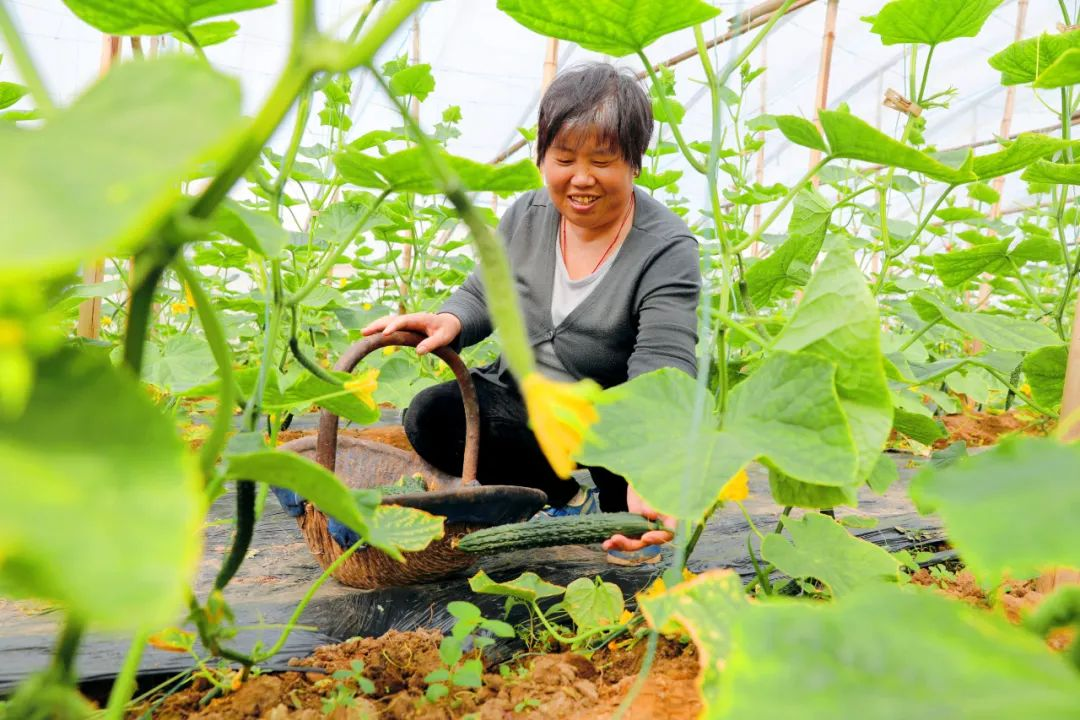 河北宁晋：新型农业经营主体引领共富路