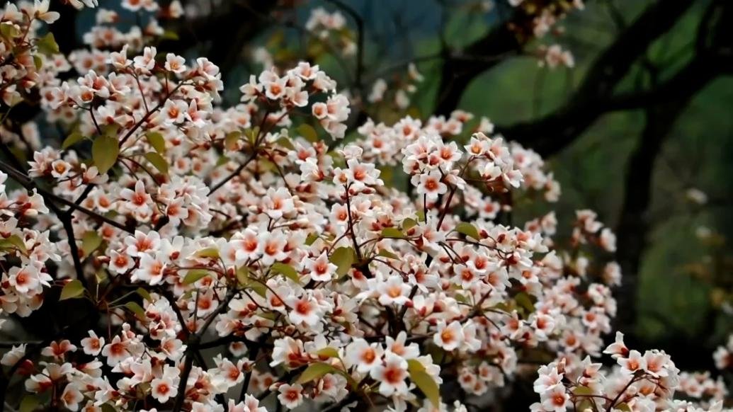 广西天峨：万亩桐花开，遇见桐花美