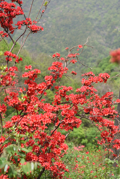 杜鹃花