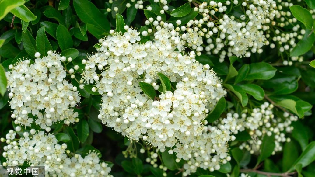 复旦大学的石楠花理发了只因学生吐槽太臭啦