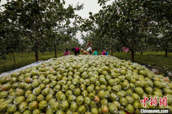 梨果产业助力隰县民众增收致富。　张瑞强 摄