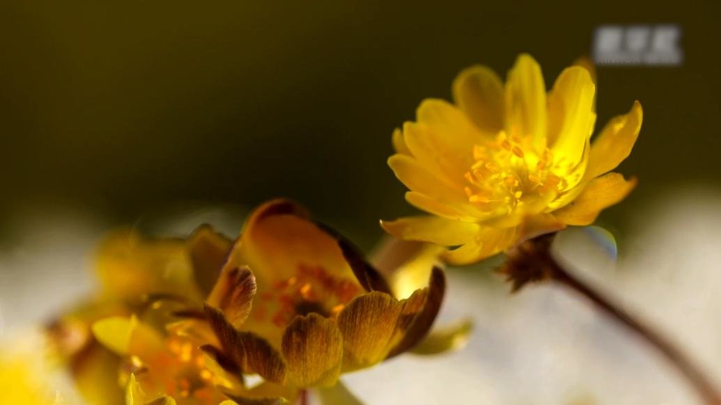 黑龙江逊克：春寒时节冰凌花开