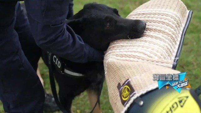 扑咬犬和追踪犬训练有何不同？深圳刑警详细解说警犬训练那些事儿