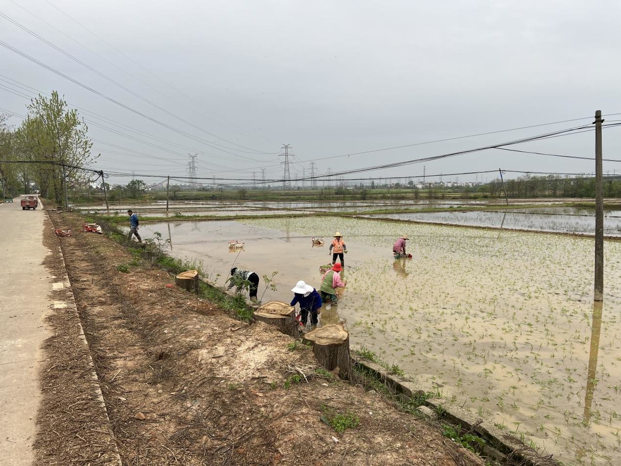 进贤县架桥镇：农耕好时节 早稻抛秧忙凤凰网江西_凤凰网