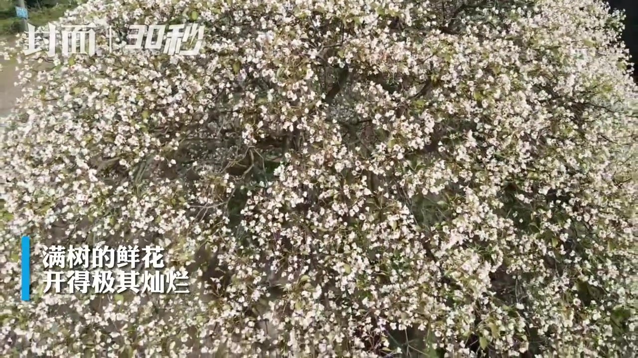 30秒｜四川威远桐子花开 60年树龄那棵最“吸睛”｜创建天府旅游名县