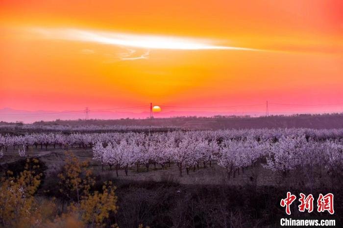隰县万亩梨花怒放。　亚明 摄
