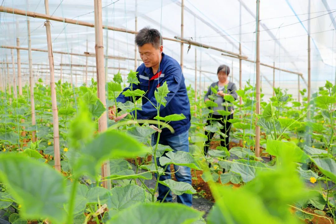 河北宁晋：新型农业经营主体引领共富路