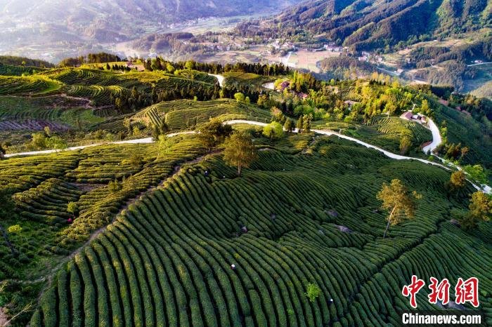 图为陕西省汉中市勉县阜川镇小河庙高山茶园。　李迪 摄
