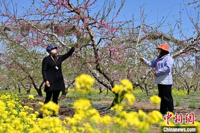 这样也行？（桃花）桃花春天的样子简笔画 第1张