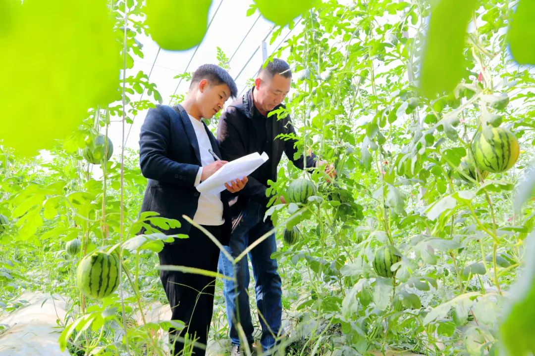 河北宁晋：新型农业经营主体引领共富路