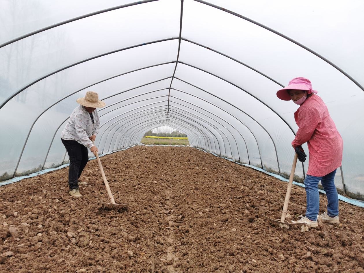 村民在整地,准备移植西瓜和哈密瓜瓜苗