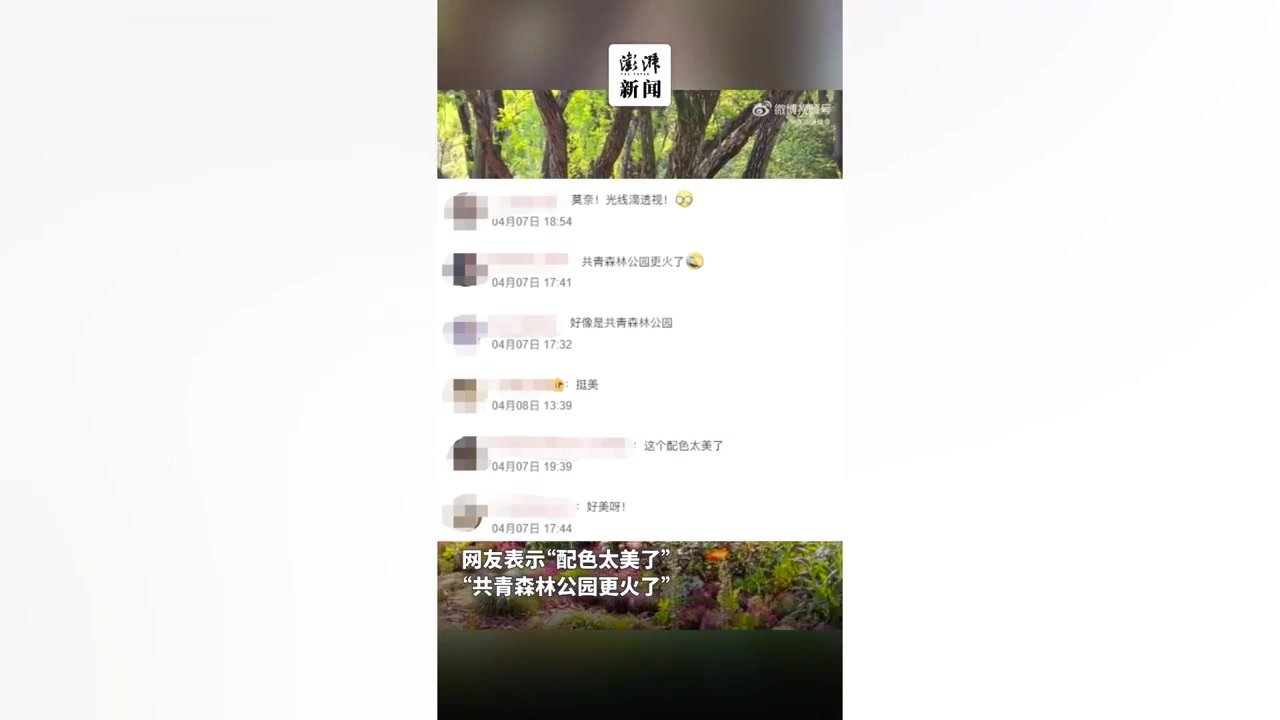 现实版莫奈花园就在这，网友：上海共青森林公园也太好看了