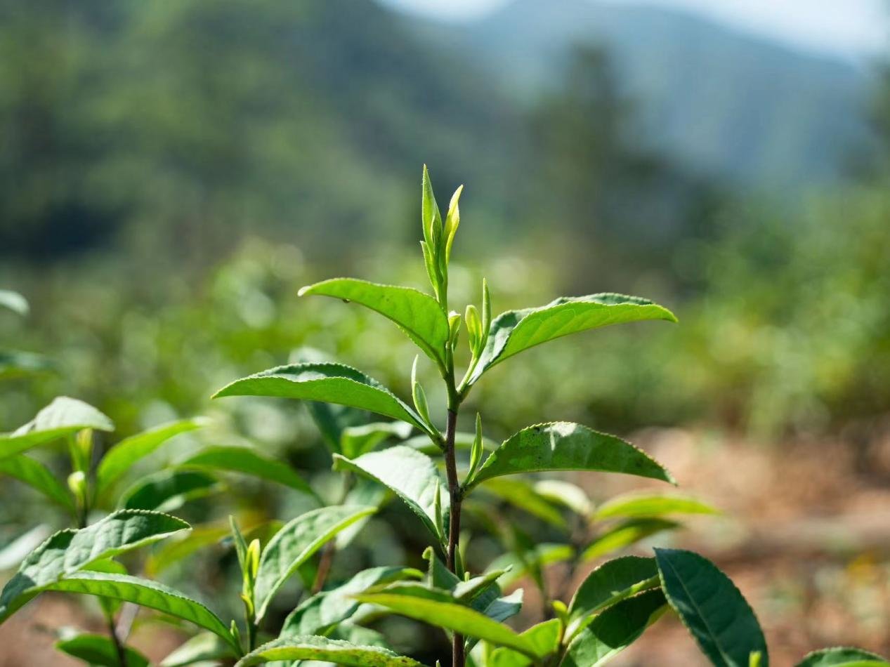 高山云雾出好茶，花园乡地理环境造就茶叶优秀品质