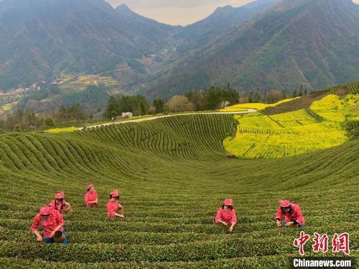 采茶姑娘茶山走图片