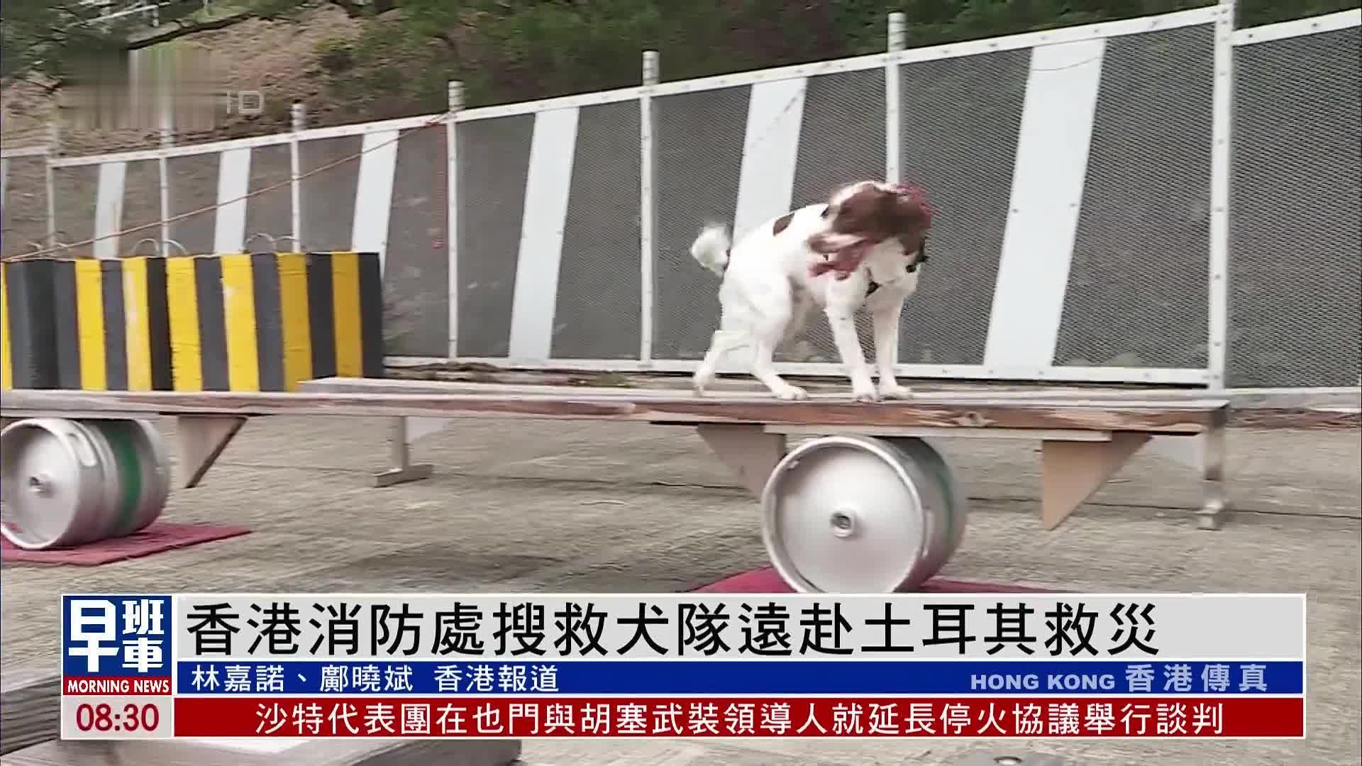 赴土耳其救灾香港消防处搜救犬 完成检疫投入工作