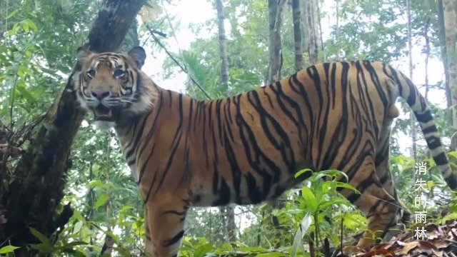 面对森林砍伐、土地掠夺以及由此导致的老虎灭绝，林务员费里如何反击？