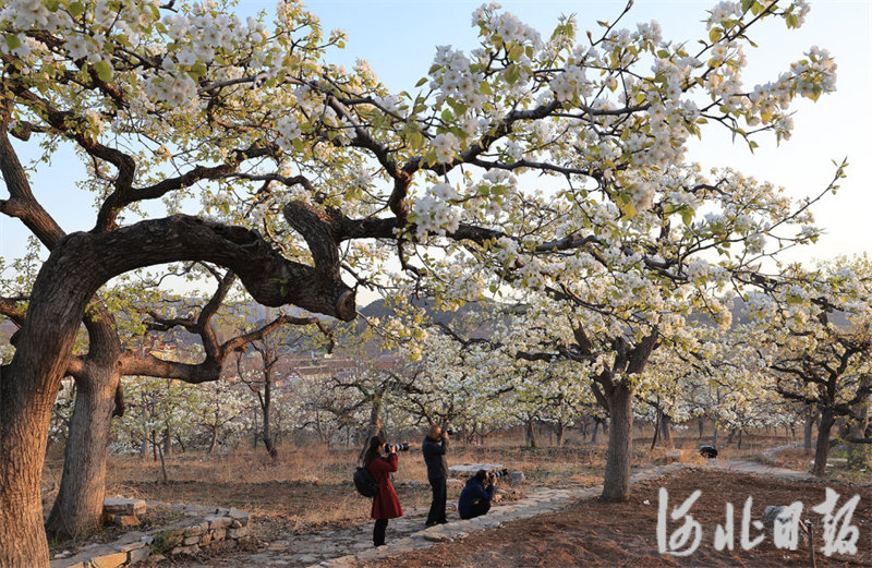 河北迁西：梨花盛开引客来1.jpg