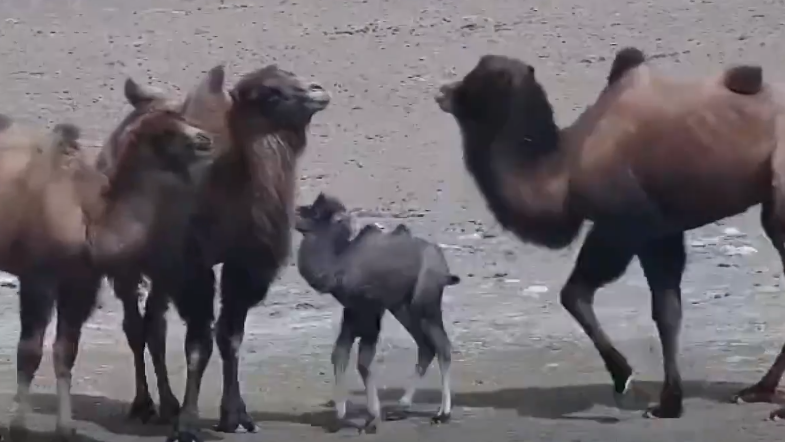 神秘野骆驼宝宝现身甘肃