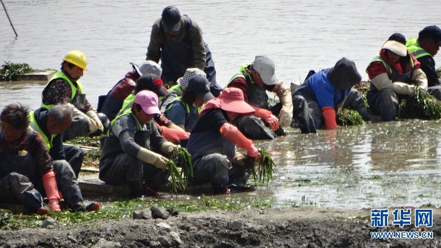 4月9日，工人在河南省开封市包公湖湖底“种草”。