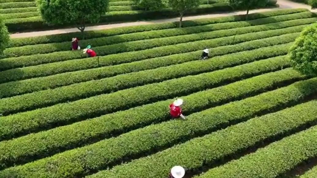 长沙望城茶场茶农穿梭茶园，构成美丽乡村画卷