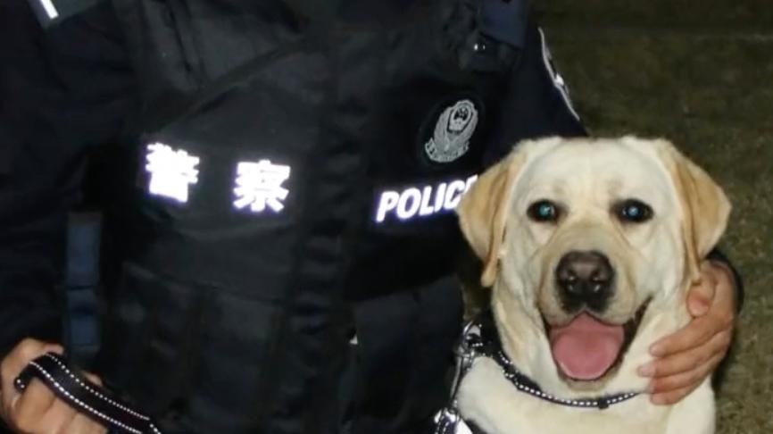 大写的优秀！获鸡腿花环的警犬又立大功