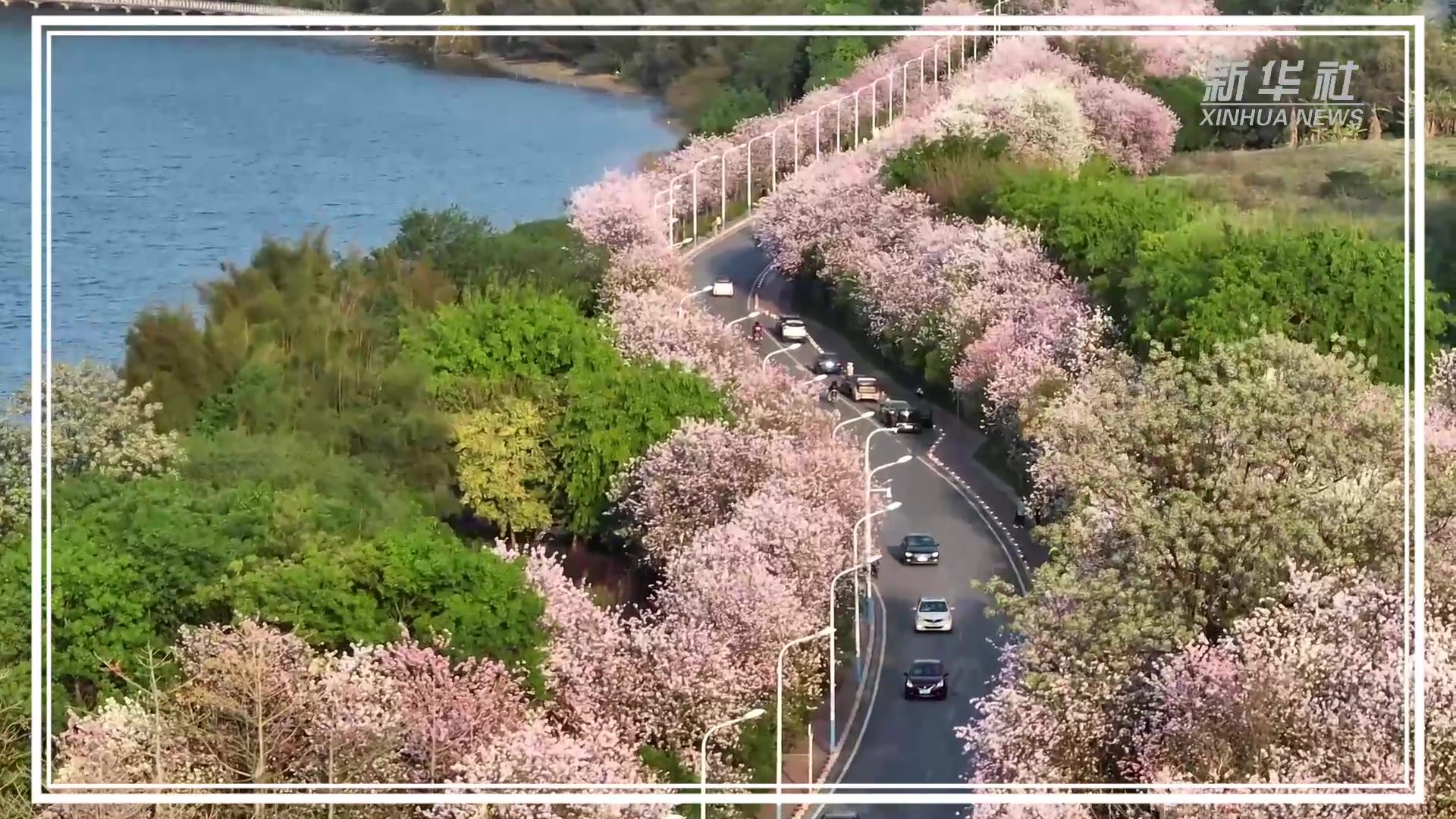 广西柳州：紫荆花开春意浓