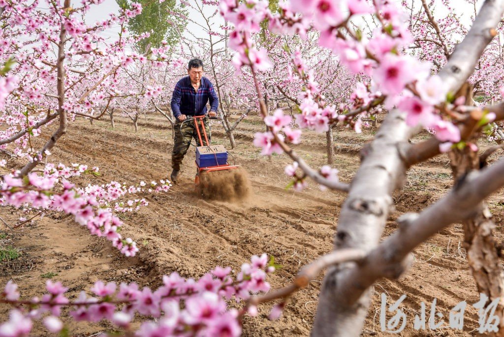 4月10日，涿州市东城坊镇马踏营村民在给桃树松土除草。