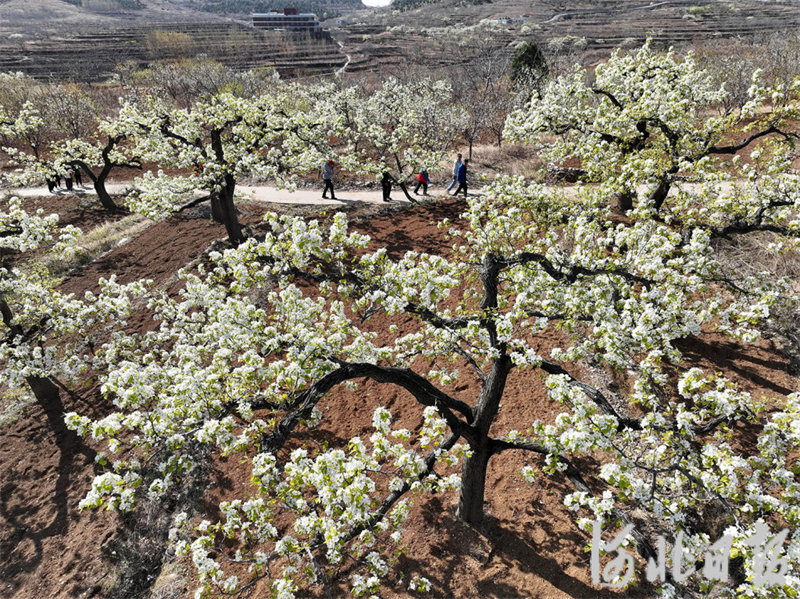 河北迁西：梨花盛开引客来3.jpg