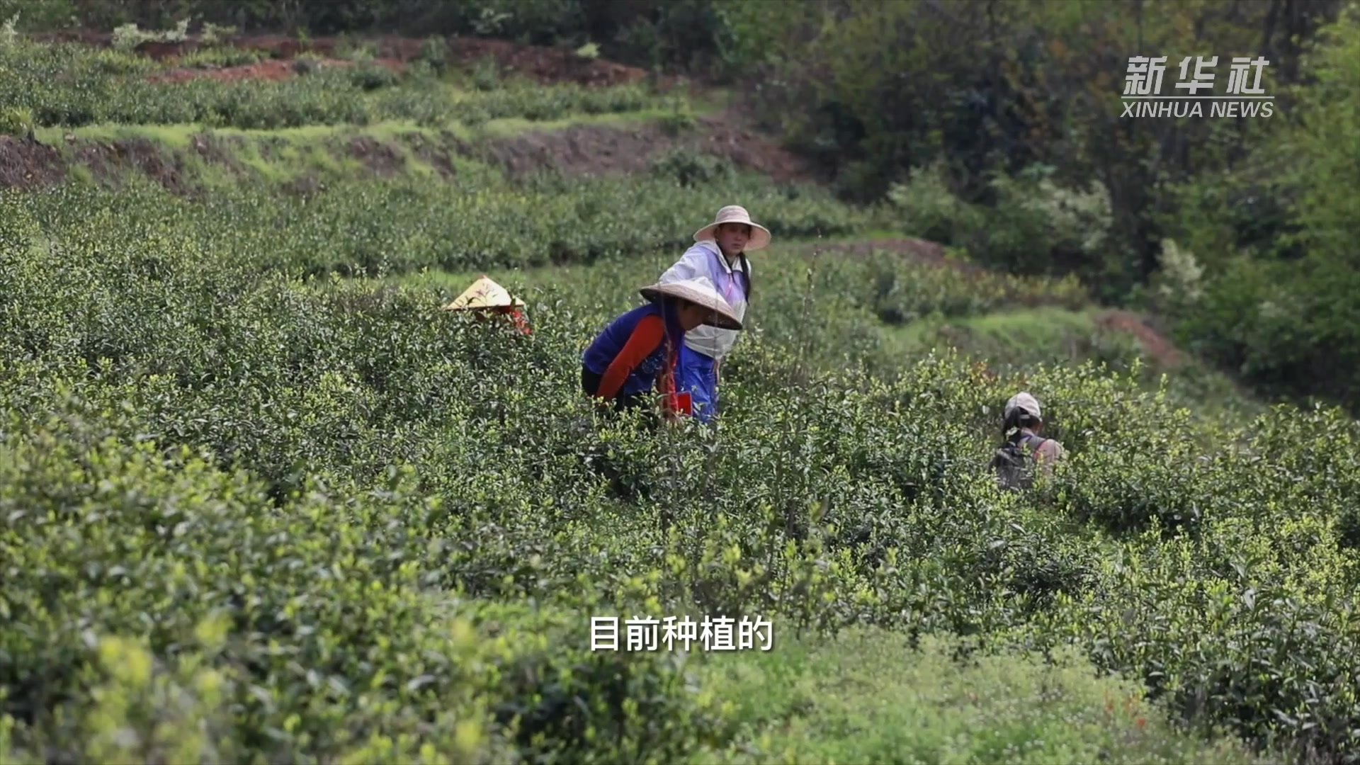 湖南：新茶采摘春意浓