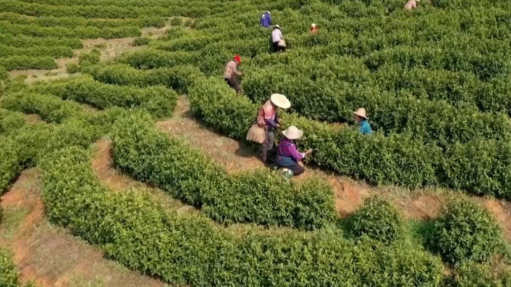 湖北阳新：首届制茶斗茶会茶味飘香