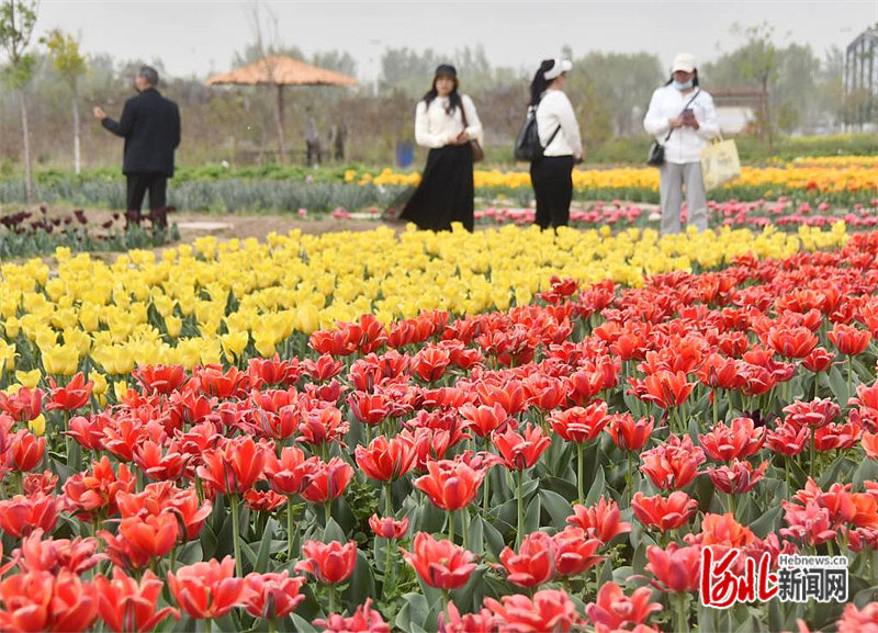 河北永年：昔日荒芜地 如今百花园1.jpg
