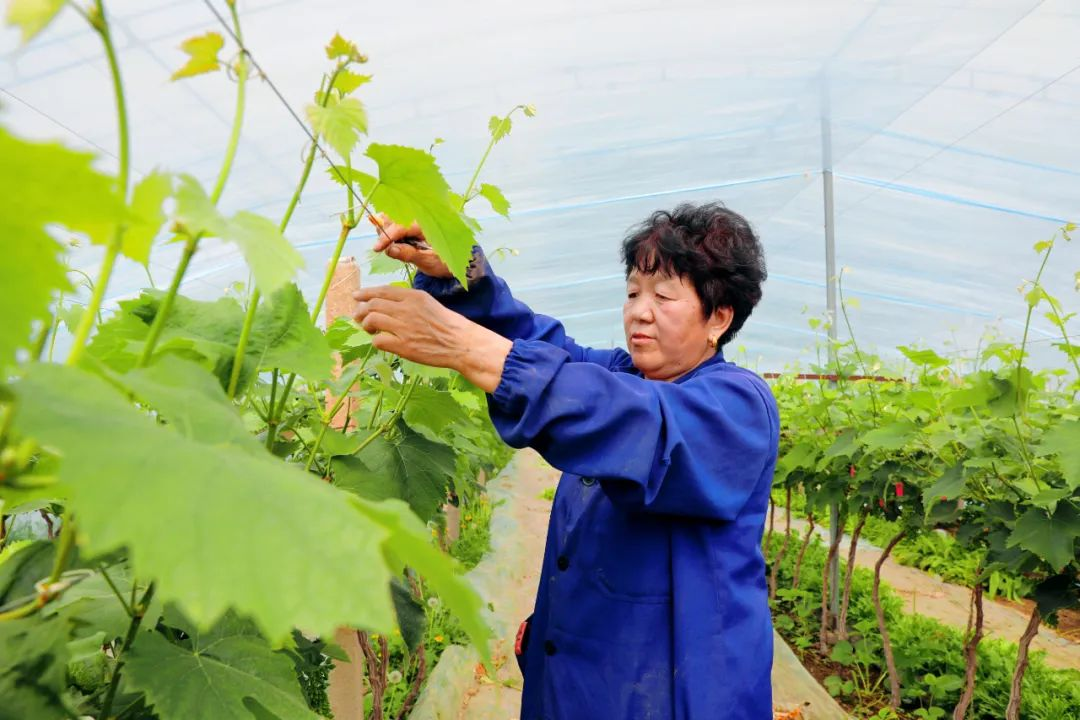 河北宁晋：新型农业经营主体引领共富路