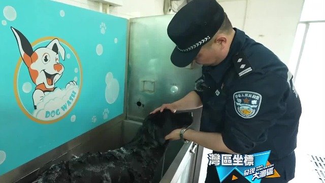 深圳训练员与警犬同吃同住，靠尾形和嗅闻气味的频率，判断它们的工作状态
