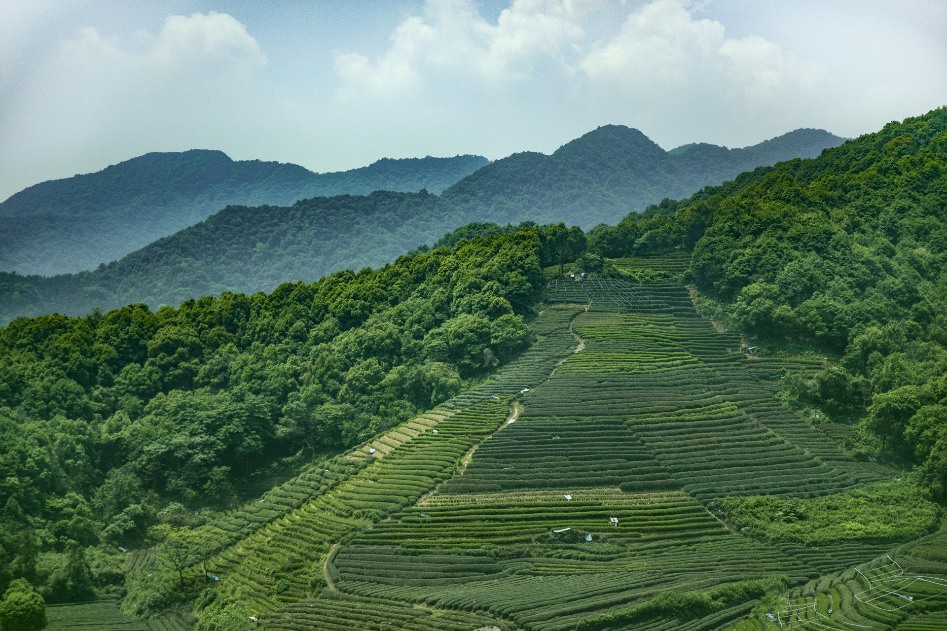 加强春季茶园管护 西海岸新区助力茶产业提质增效