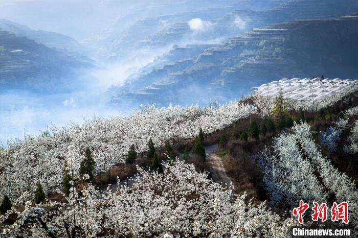 隰县万亩梨花怒放。　亚明 摄